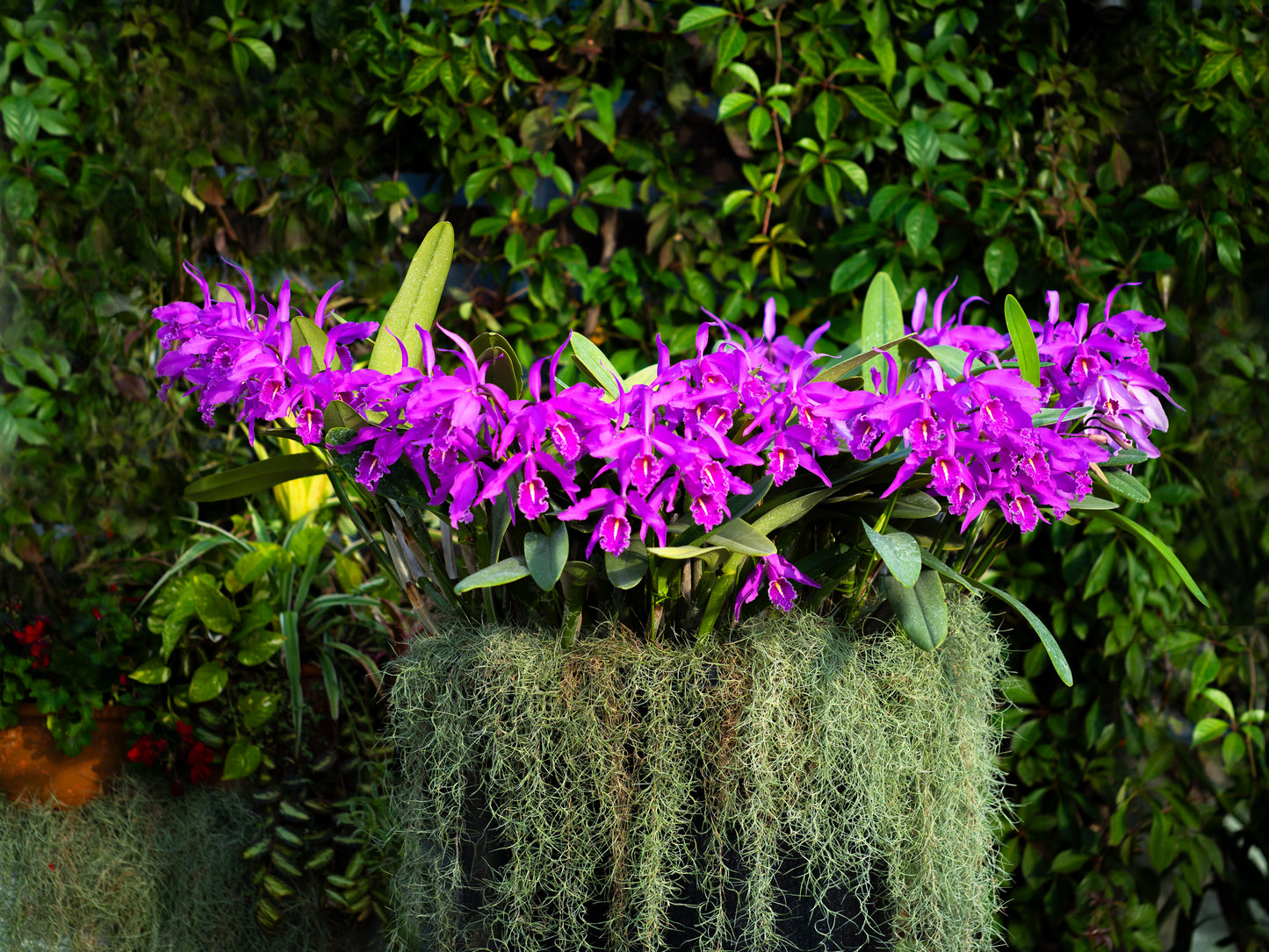 洋蘭の女王・カトレア スターターキット(育て方動画付き)【セット】