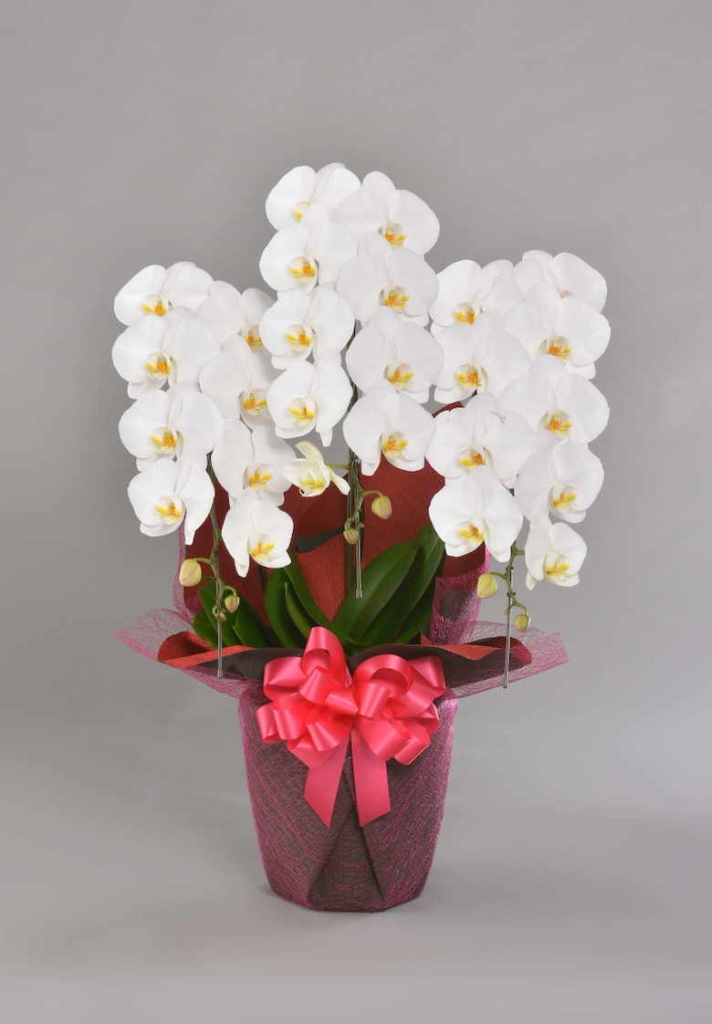 【高級】胡蝶蘭 大輪 白 3本立ち|特別な贈り物に最適な華やかさ