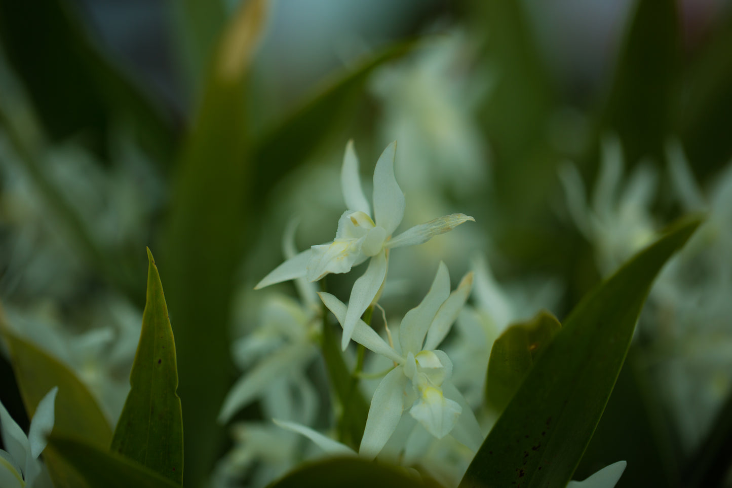 清楚な白花 セロジネ スターターキット(育て方動画付き)【単品】