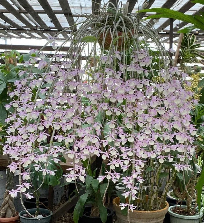 枝垂れ桜のような可憐さ デンドロアフィルム スターターキット(育て方動画付き)【単品】