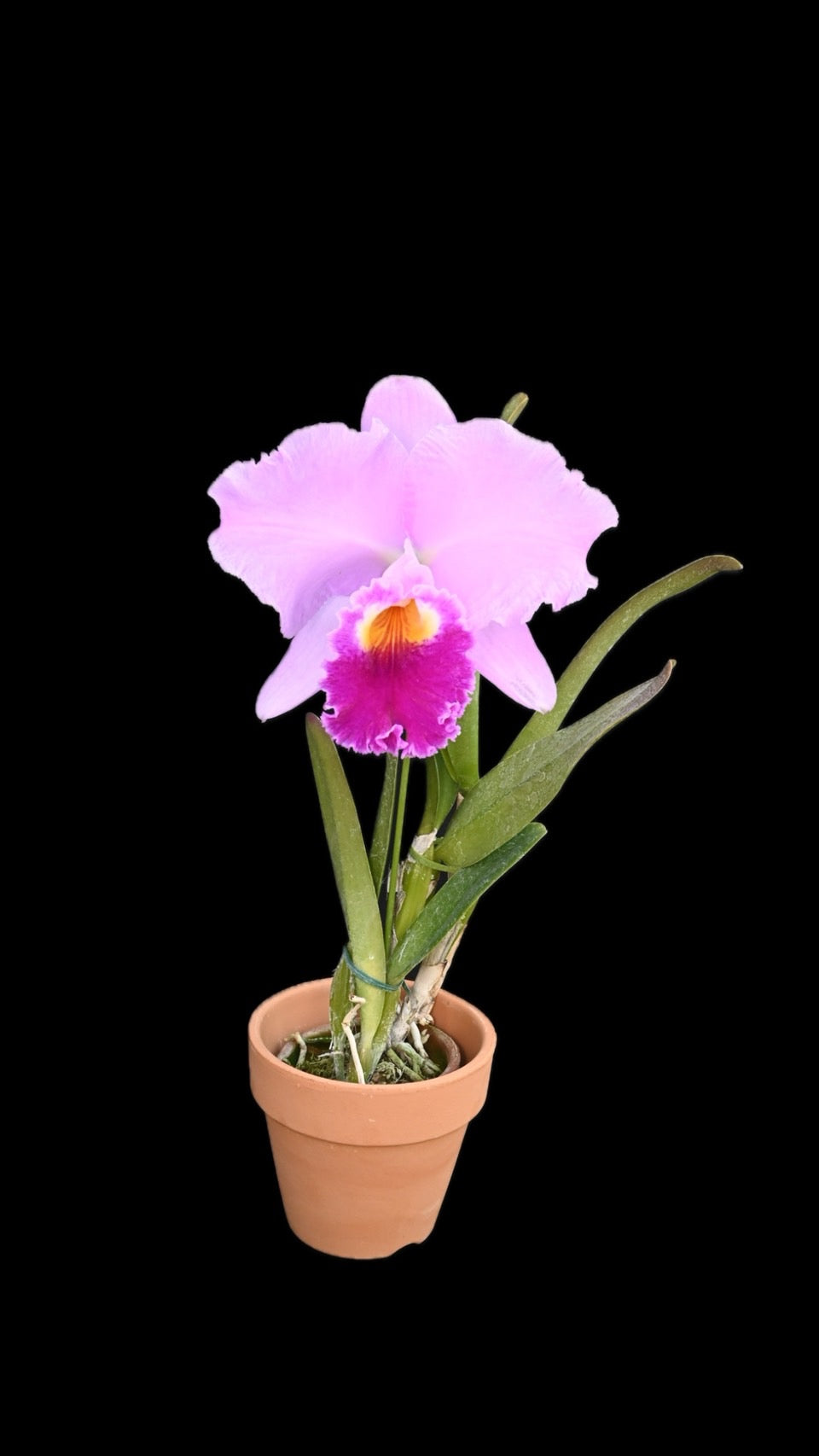 洋蘭の女王・カトレア スターターキット(育て方動画付き)【単品】