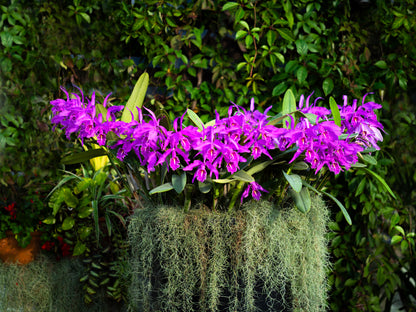 洋蘭の女王・カトレア  スターターキット（育て方動画付き）【単品】