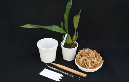 清楚な白花 セロジネ スターターキット（育て方動画付き）【セット】