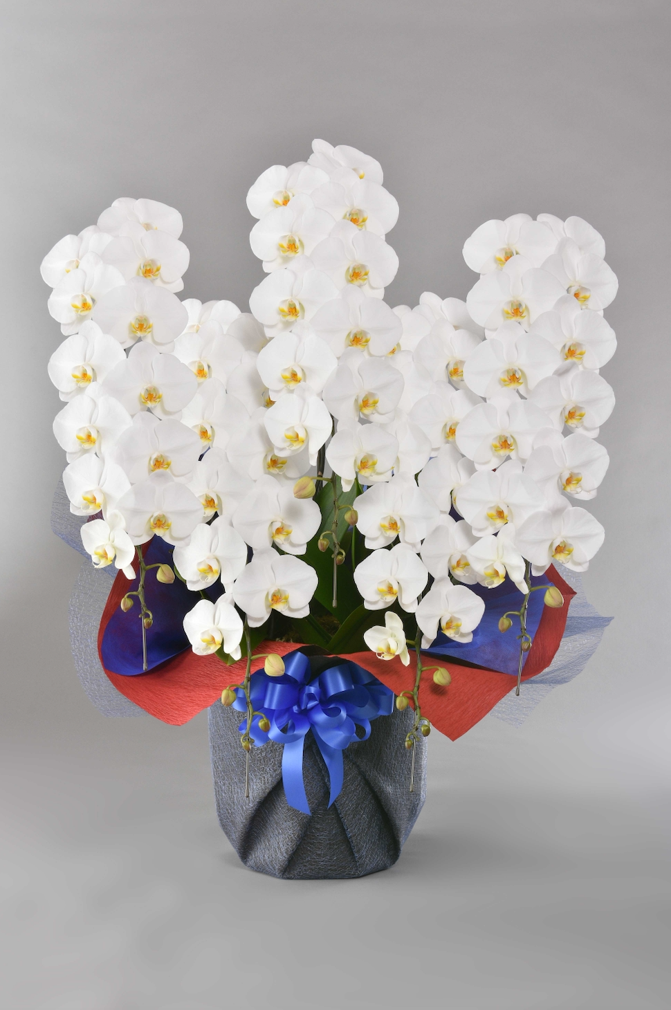 【高級】胡蝶蘭 大輪 白 5本立ち｜特別な贈り物に最適な華やかさ