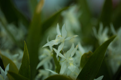 清楚な白花 セロジネ スターターキット（育て方動画付き）【セット】