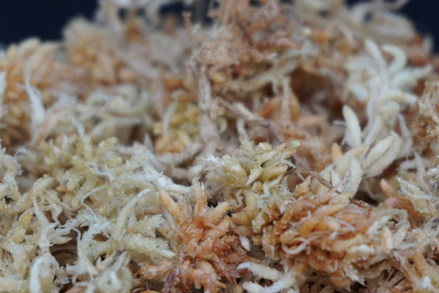 すぐ使える水苔（上級品）｜ランに最適な保水・通気・清潔性◎