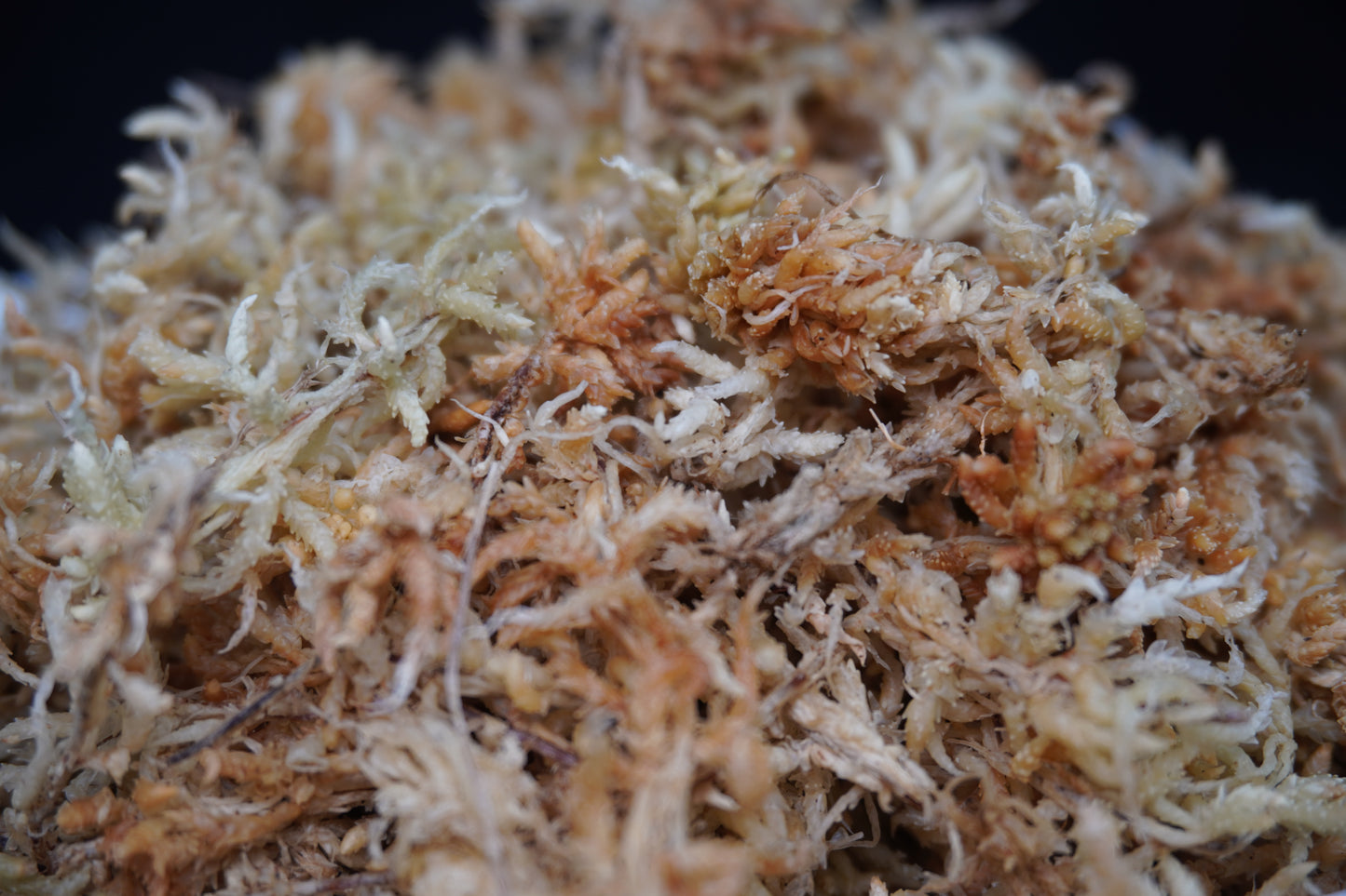 すぐ使える水苔（上級品）｜ランに最適な保水・通気・清潔性◎