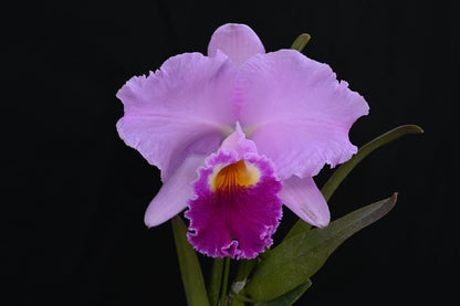 洋蘭の女王・カトレア  スターターキット（育て方動画付き）【セット】