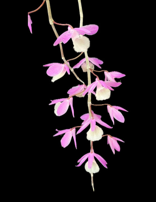 枝垂れ桜のような可憐さ デンドロアフィルム スターターキット（育て方動画付き）【単品】