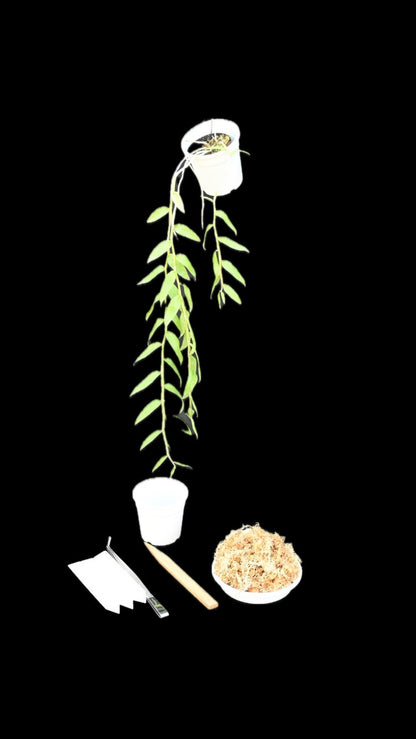 枝垂れ桜のような可憐さ デンドロアフィルム スターターキット（育て方動画付き）【セット】