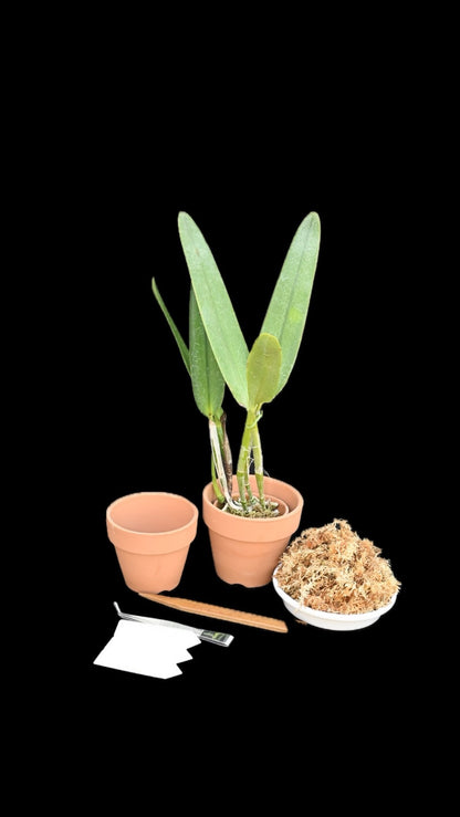 洋蘭の女王・カトレア  スターターキット（育て方動画付き）【セット】