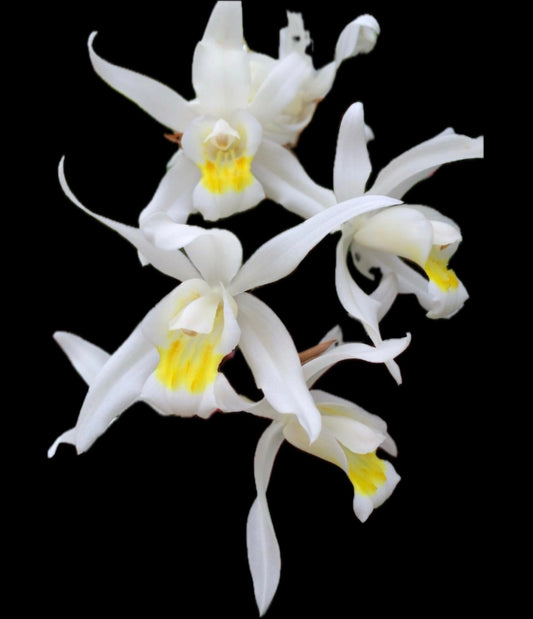 清楚な白花 セロジネ スターターキット（育て方動画付き）【単品】