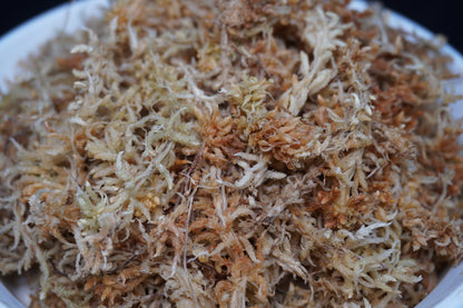 すぐ使える水苔（上級品）｜ランに最適な保水・通気・清潔性◎